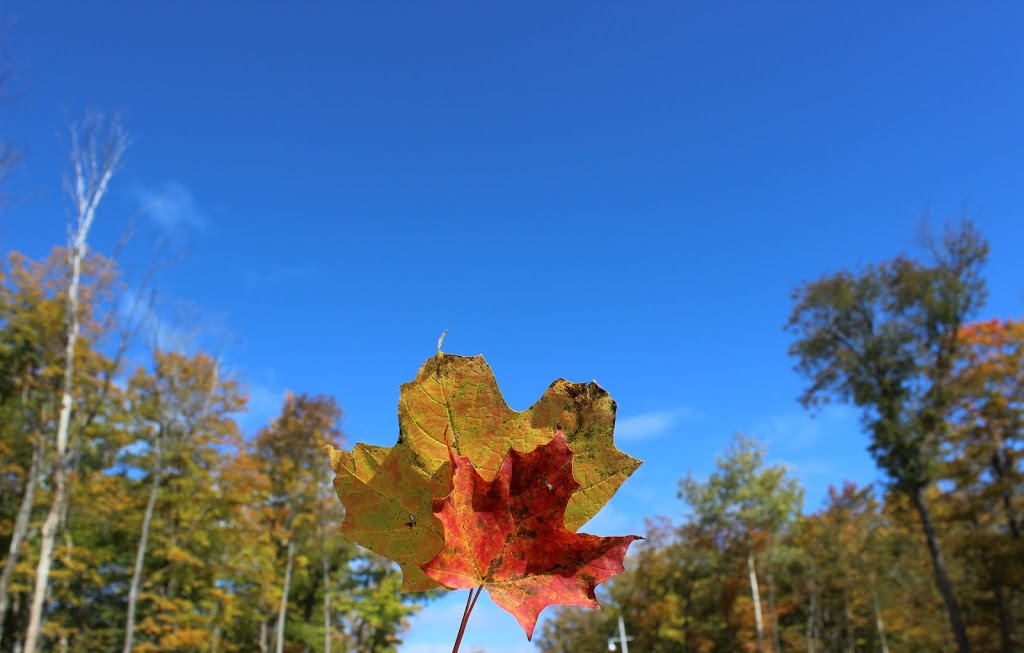 The Nature Preserve at Friday Harbour | 311 Big Bay Point Rd, Innisfil, ON L9S 2L3, Canada | Phone: (833) 812-8880