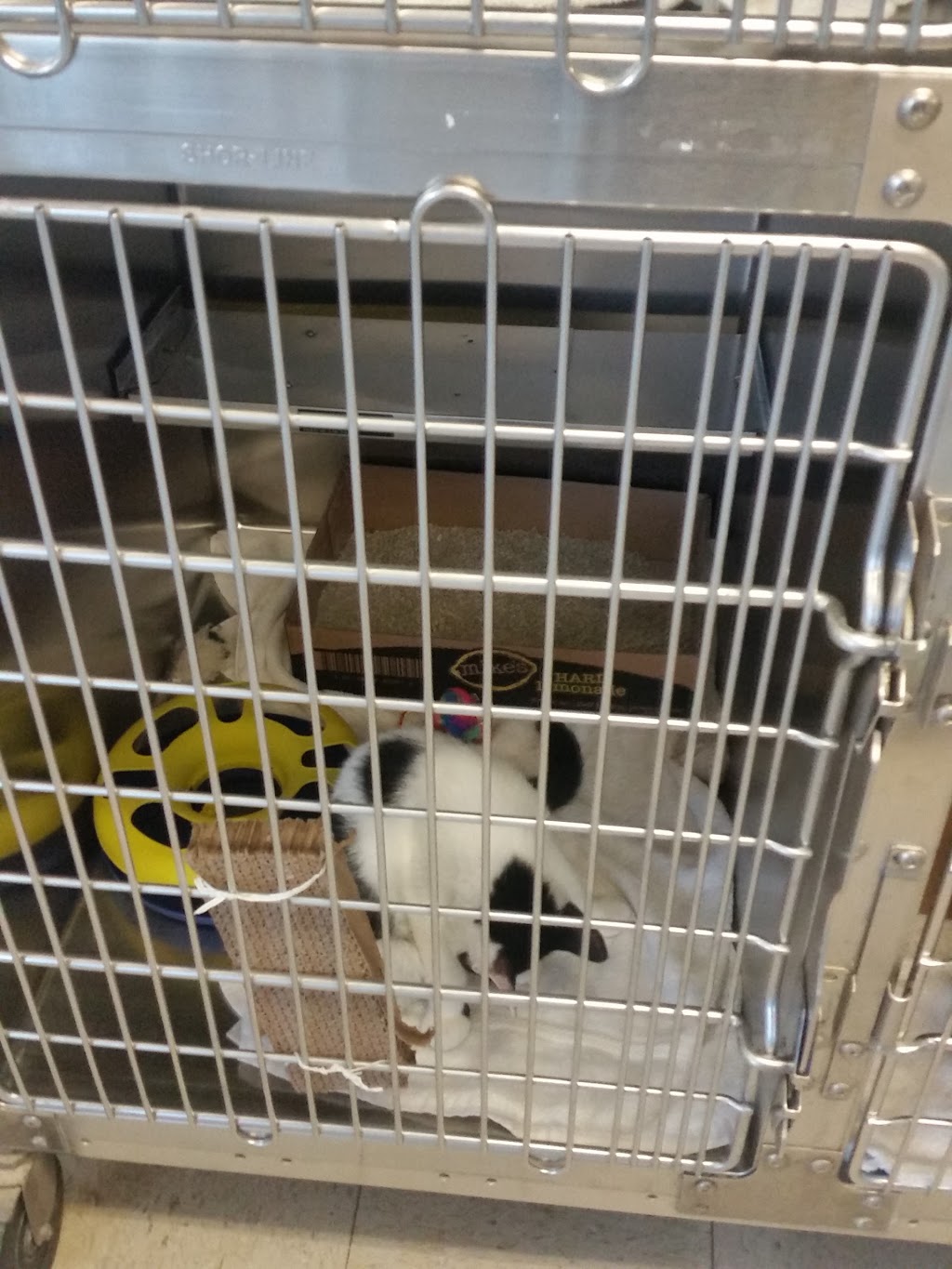 Brant County SPCA | 539 Mohawk St, Brantford, ON N3T 5M8, Canada | Phone: (519) 756-6620