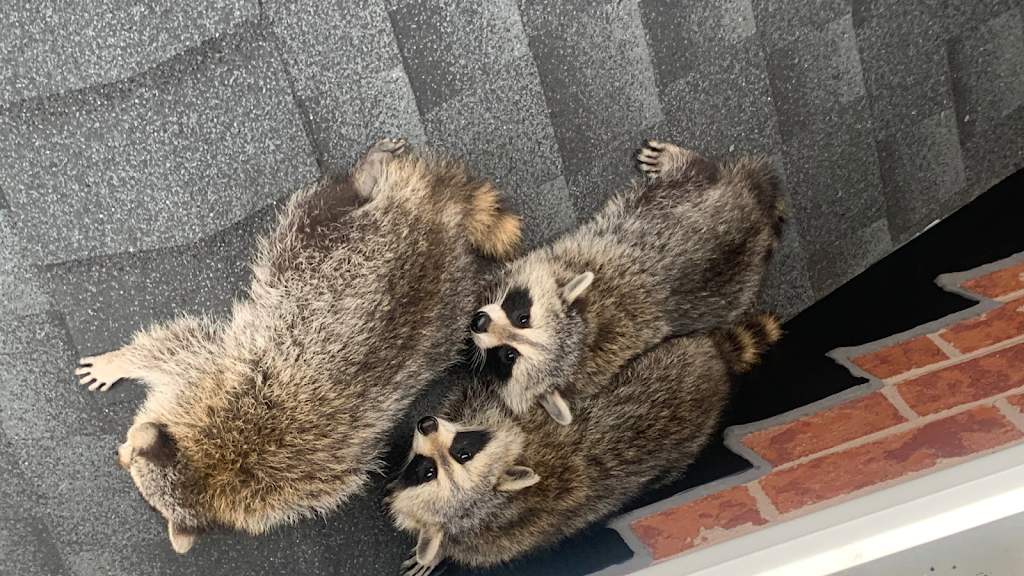 Canadian Wildlife Removal INC | 304 Buick Blvd, Brampton, ON L7A 4L8, Canada | Phone: (905) 233-2412