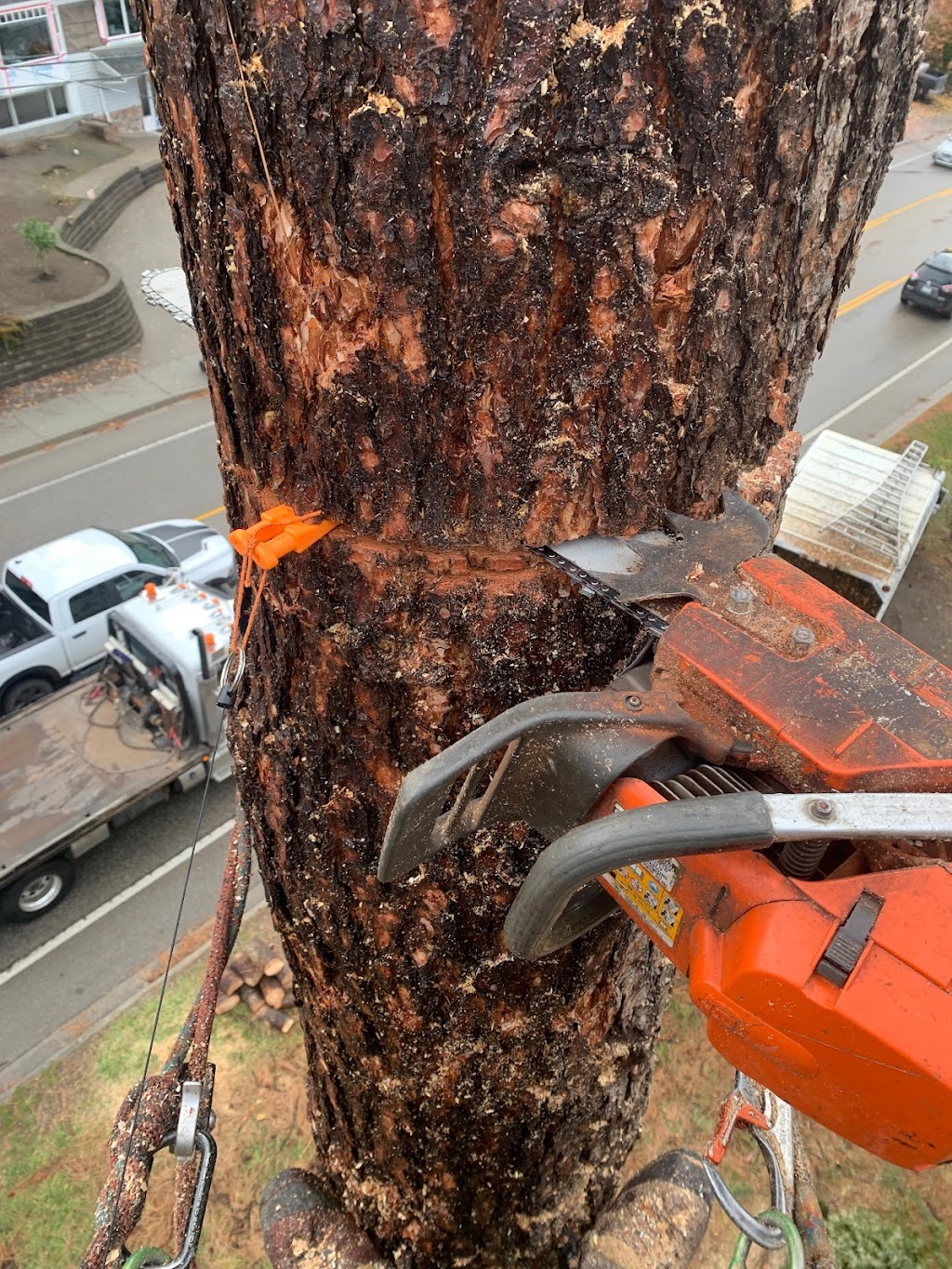 Woodhead Tree Service | Kingswood Dr, Hammonds Plains, NS B4B 1K2, Canada | Phone: (902) 223-4466