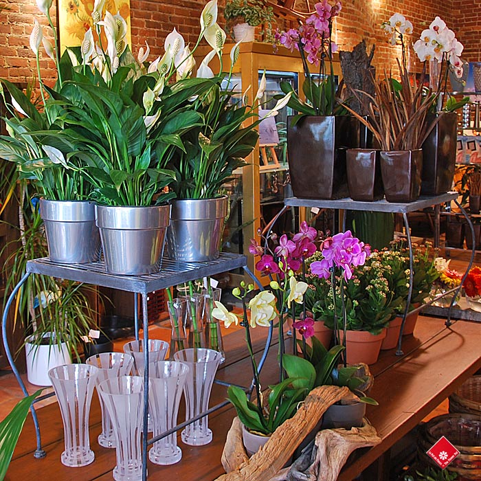 The Flower Pot | 2600 Av Pierre-Dupuy #503, Montréal, QC H3C 3R6, Canada | Phone: (514) 938-1234