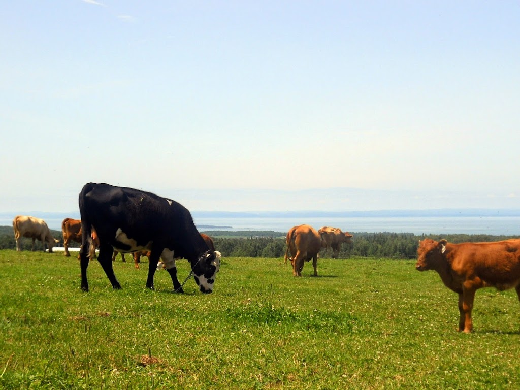 Ferme Luron Enr | 96 3e Rang E, Trois-Pistoles, QC G0L 4K0, Canada | Phone: (418) 851-4309