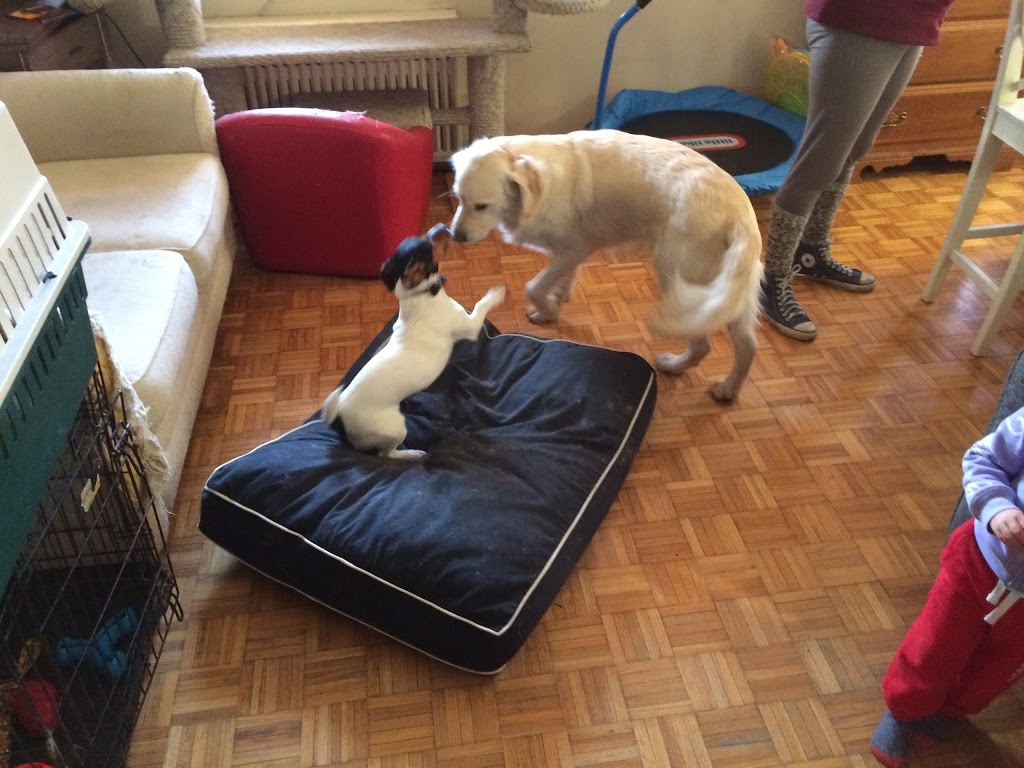 Aces High Dog Services | 162 Berry Rd, Etobicoke, ON M8Y 1W5, Canada | Phone: (416) 702-4106