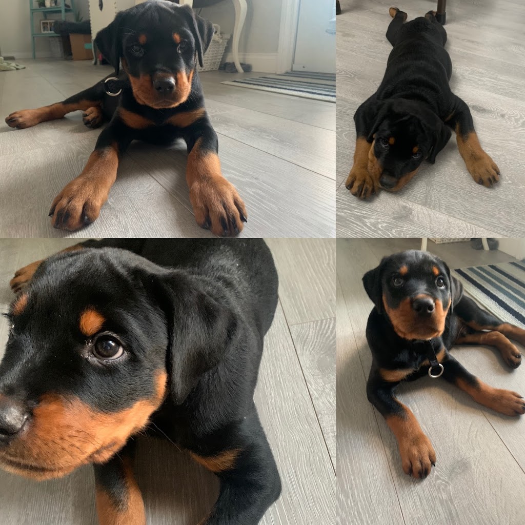 Lilys Rottweilers | point of interest | 38280 Westway Ave, Squamish, BC V8B 0W6, Canada | 6043459011 OR +1 604-345-9011