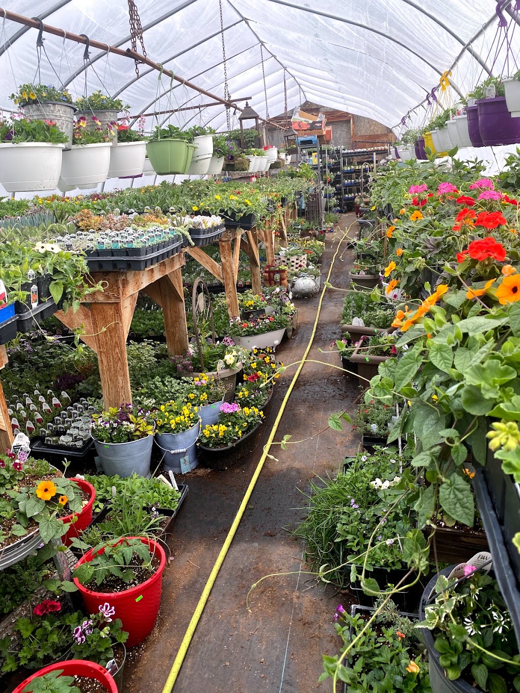 Big Muddy Greenhouse | Castle butte, Bengough, SK S0C 0K0, Canada | Phone: (306) 268-2627
