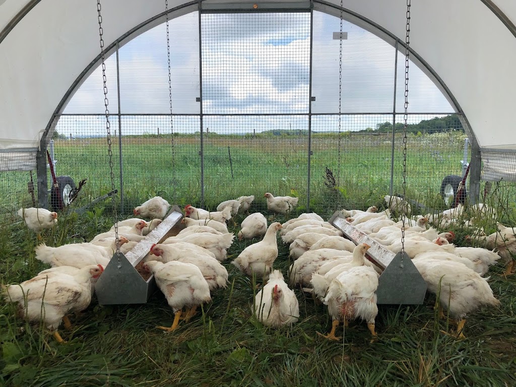 WindRose Farm | 516134 11 Line, Tavistock, ON N0B 2R0, Canada | Phone: (519) 533-7556