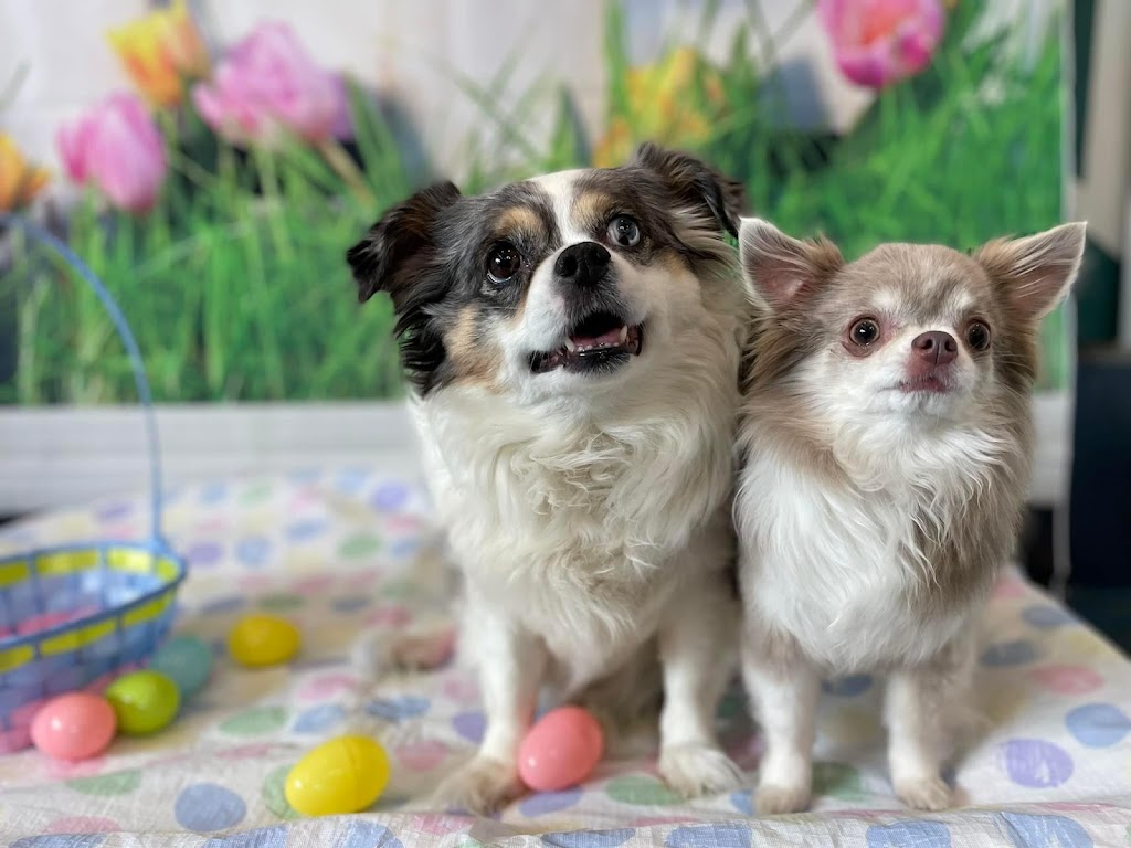 The Second Pup | 7030 2 Ave SW, Edmonton, AB T6X 1A3, Canada | Phone: (780) 708-5486