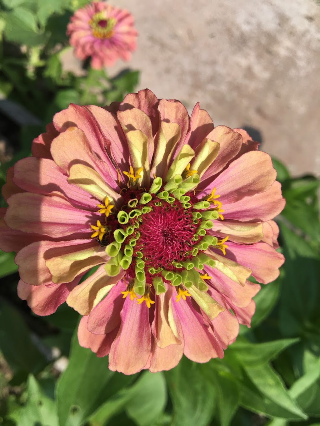 Cocagne Fleurs en Art Inc. | 4766 NB-134, Cocagne, NB E4R 2Z7, Canada | Phone: (506) 576-7438