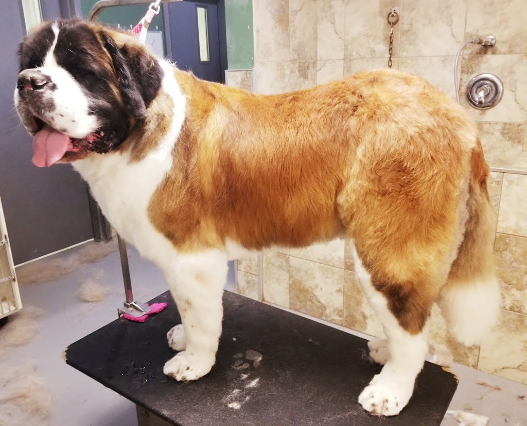 Ruffs and Tufts Pet Grooming | 11 Burtch Rd, Mount Pleasant, ON N0E 1K0, Canada | Phone: (519) 774-0917