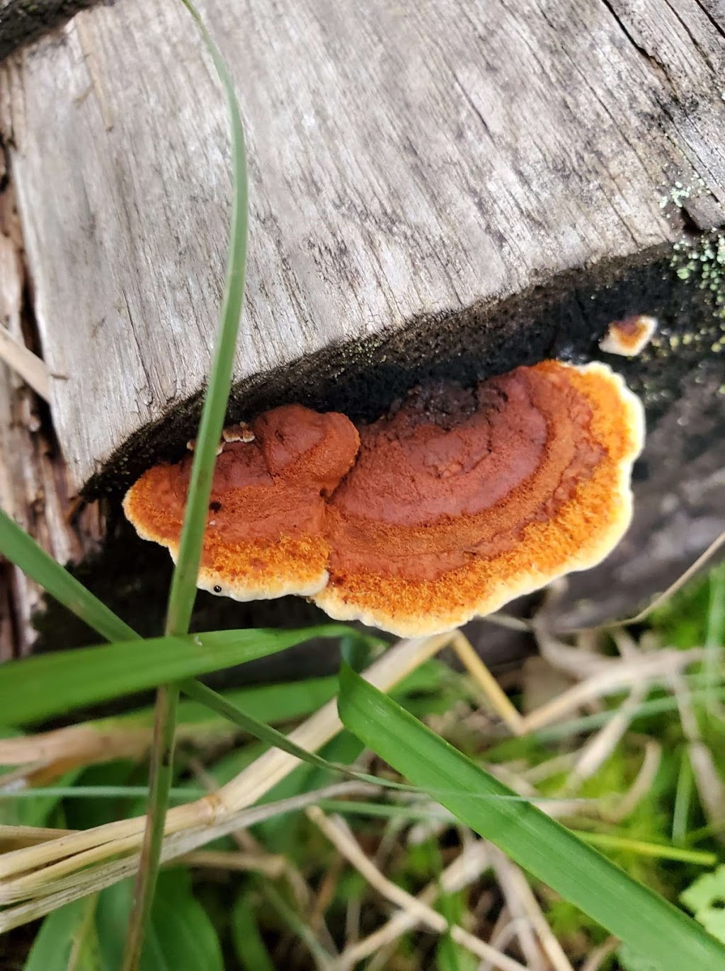 Fouth Connecticut Lake Hiking Trail | US-3, Pittsburg, NH 03592, USA