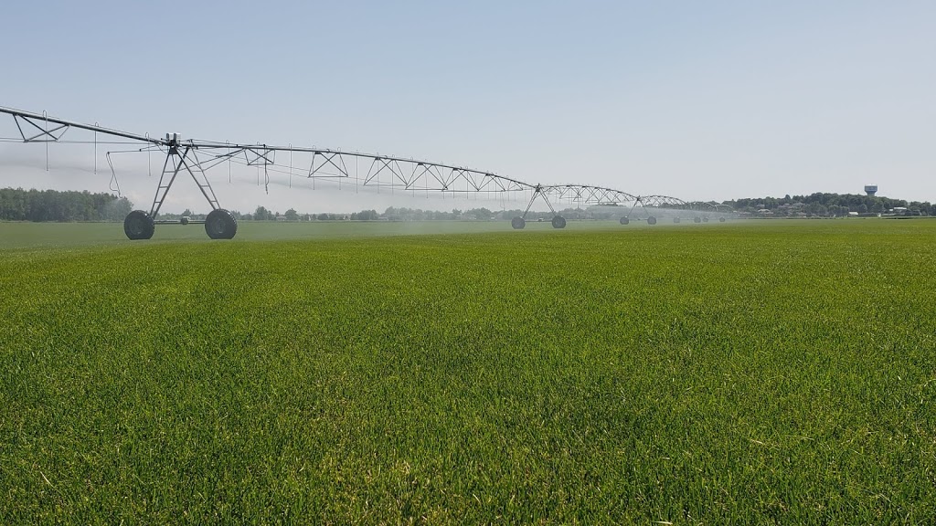 Brayford Sod Farm | 5761 County Rd 15, Alliston, ON L9R 1V9, Canada | Phone: (705) 435-7707
