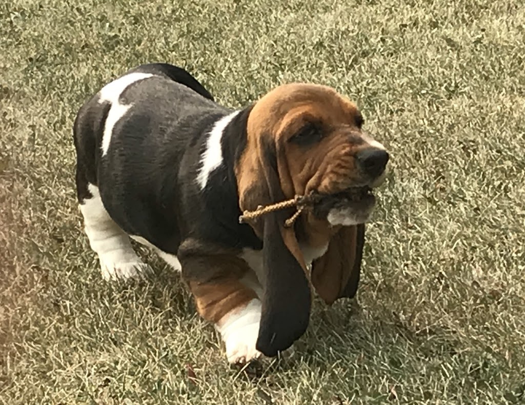 Basset Acres | Range Rd 180, Hilliard, AB T0B 2B0, Canada | Phone: (587) 988-2406