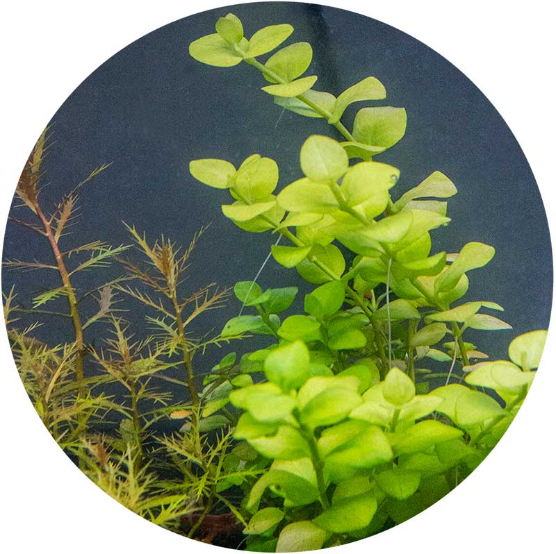 ABC Plants (Aquatic Botany Canada) | Must call in advance for any pickups, 2000 Rue Notre-Dame Est #517, Montréal, QC H2K 2N3, Canada | Phone: (866) 931-8454