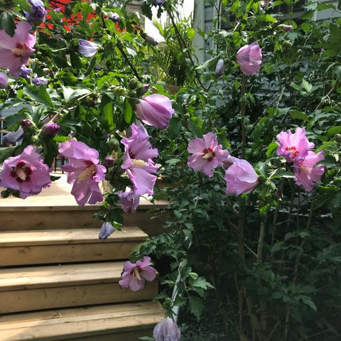 Stellar Landscapes | Wellington St #50, Acton, ON L7J 2L8, Canada | Phone: (519) 288-0180