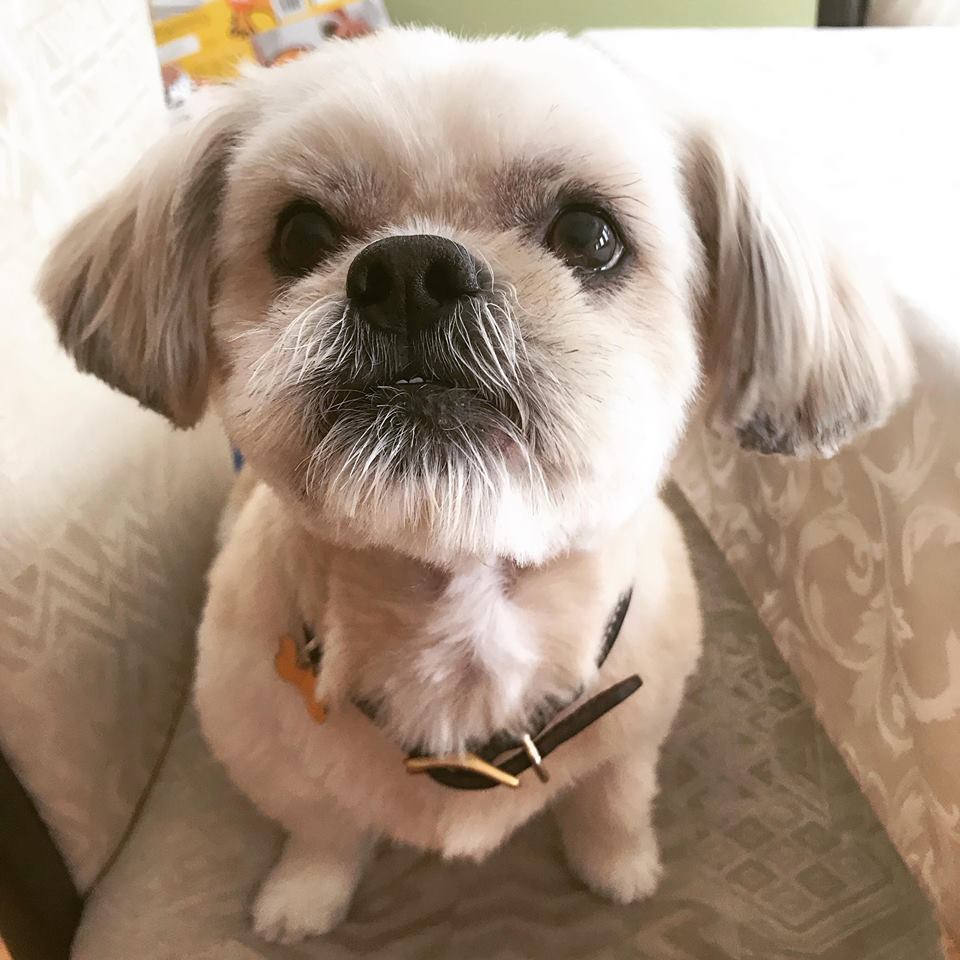 Brushcuts Professional Pet Grooming | 65 Dawson Rd, Guelph, ON N1H 1B1, Canada | Phone: (519) 763-0105