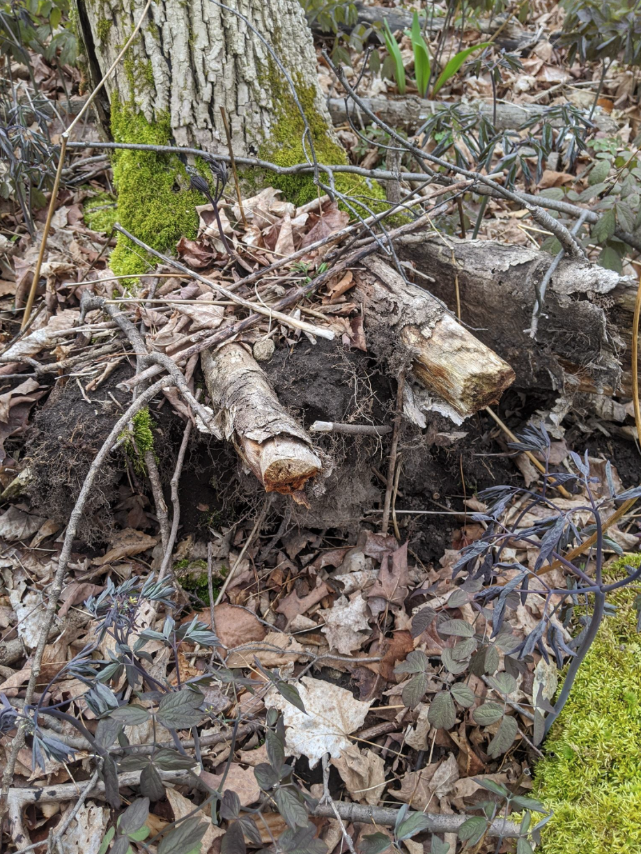 Parker Tree Care Ltd | 304 Wilson Dr, Milton, ON L9T 3K2, Canada | Phone: (905) 749-4149