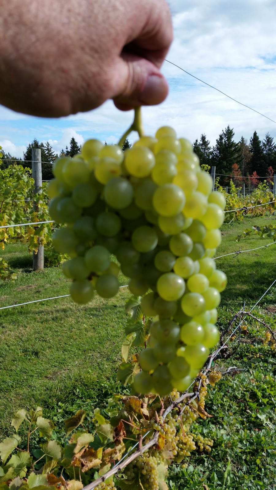 Newman Estate Winery | 2404 Gladstone Rd, Murray River, PE C0A 1W0, Canada | Phone: (902) 969-6421