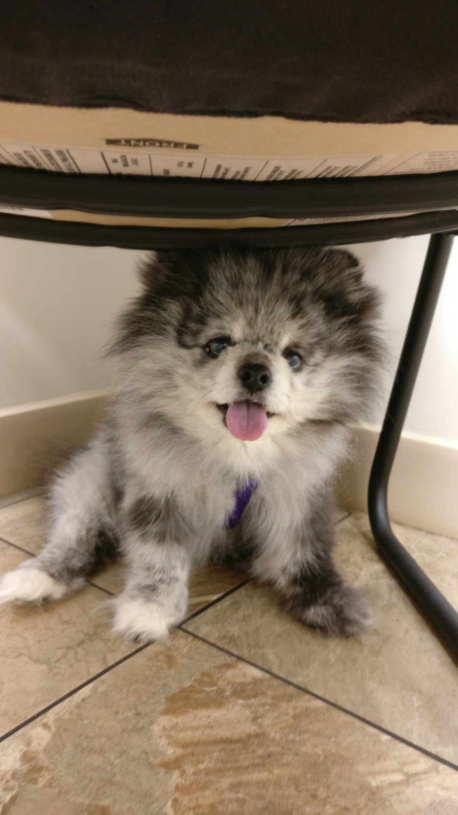 Trenant Park Pet Clinic | 5080 Linden Dr, Delta, BC V4K 3A5, Canada | Phone: (604) 940-0899