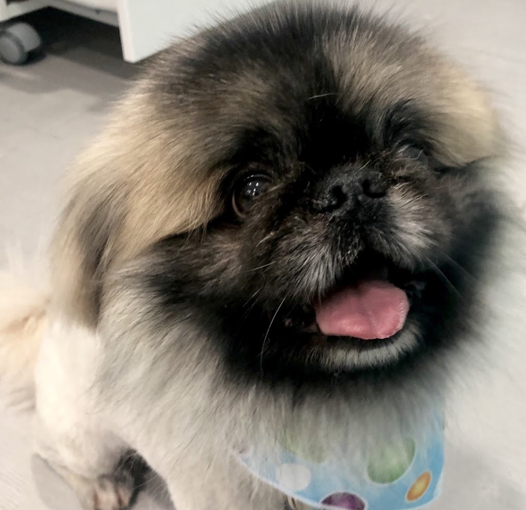 Yabo Pet Spa 寵物造型工作室 | 150-815 1st St, New Westminster, BC V3L 2H7, Canada | Phone: (604) 727-1086