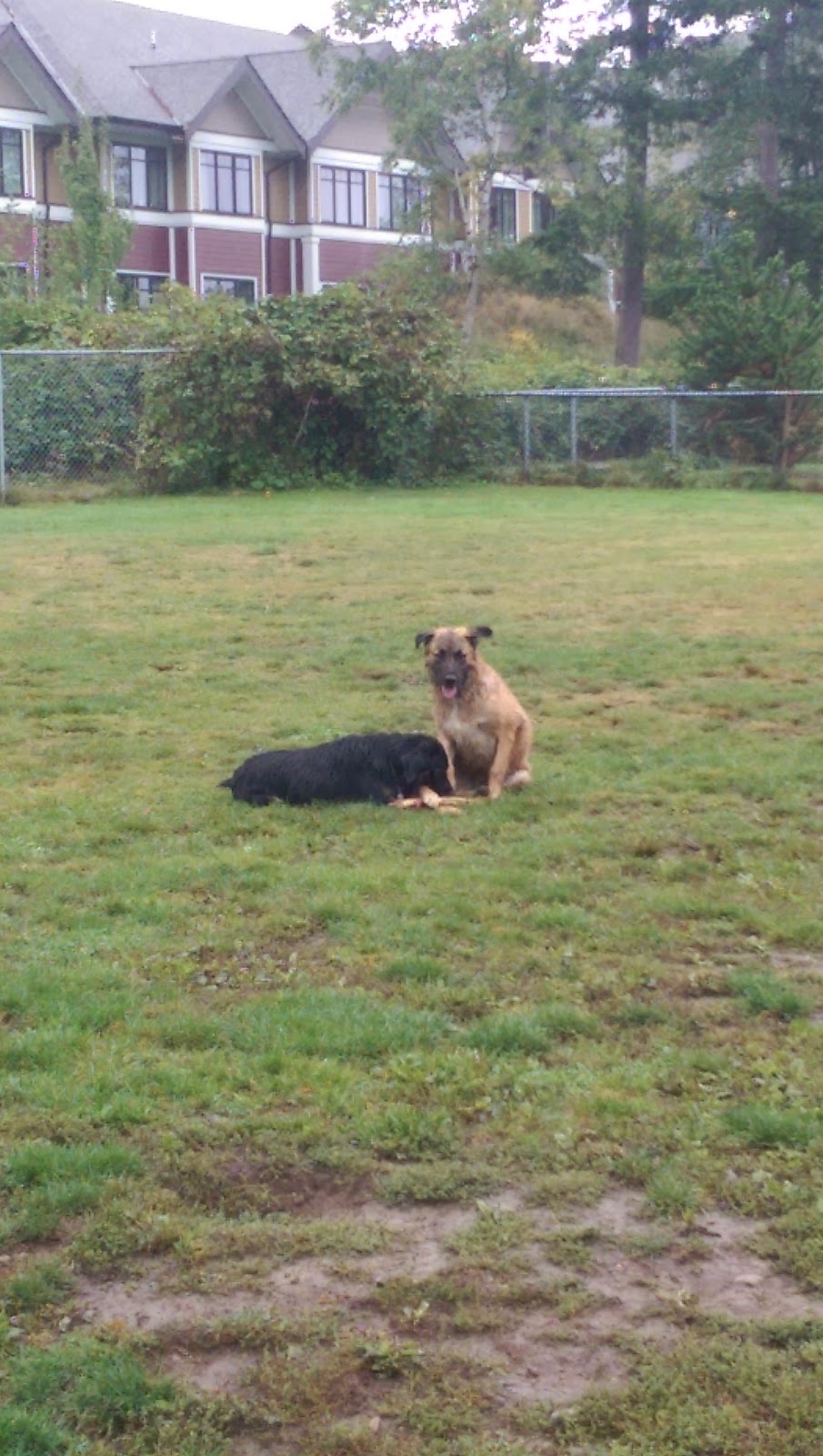 Clayton Dog Off-Leash Park | 7011 188 St, Surrey, BC V4N 3G6, Canada | Phone: (604) 501-5050