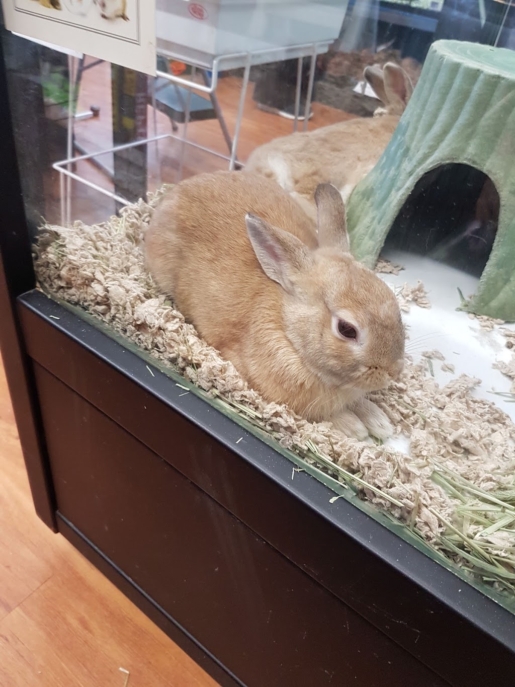 Paulmacs Pets | 410 Fairview Dr, Brantford, ON N3R 7V7, Canada | Phone: (519) 756-7710