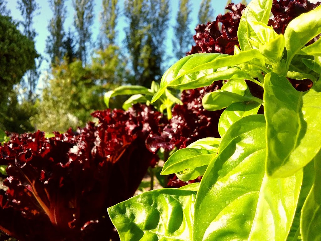 Homegrown Co-op | 1720 Benson Rd, Point Roberts, WA 98281, USA | Phone: (604) 953-6612