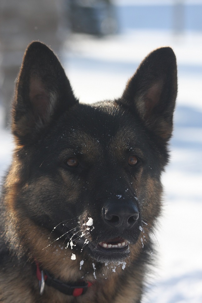 Conestoga Veterinary Clinic | 1001 Durst Rd, Waterloo, ON N2J 4G8, Canada | Phone: (519) 664-3707