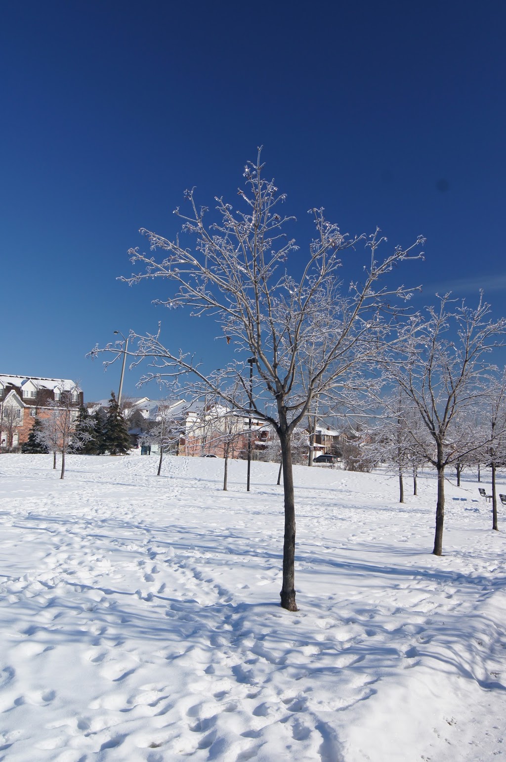 Rosebush Common | 4890 Creditview Rd, Mississauga, ON L5M 5M3, Canada | Phone: (905) 615-4311