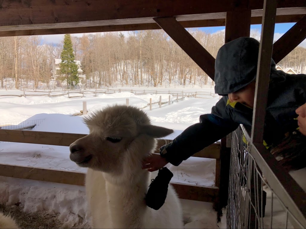 Alpagas Chelsea Alpacas | 1594 Route 105, Chelsea, QC J9B 1P4, Canada | Phone: (819) 459-1626