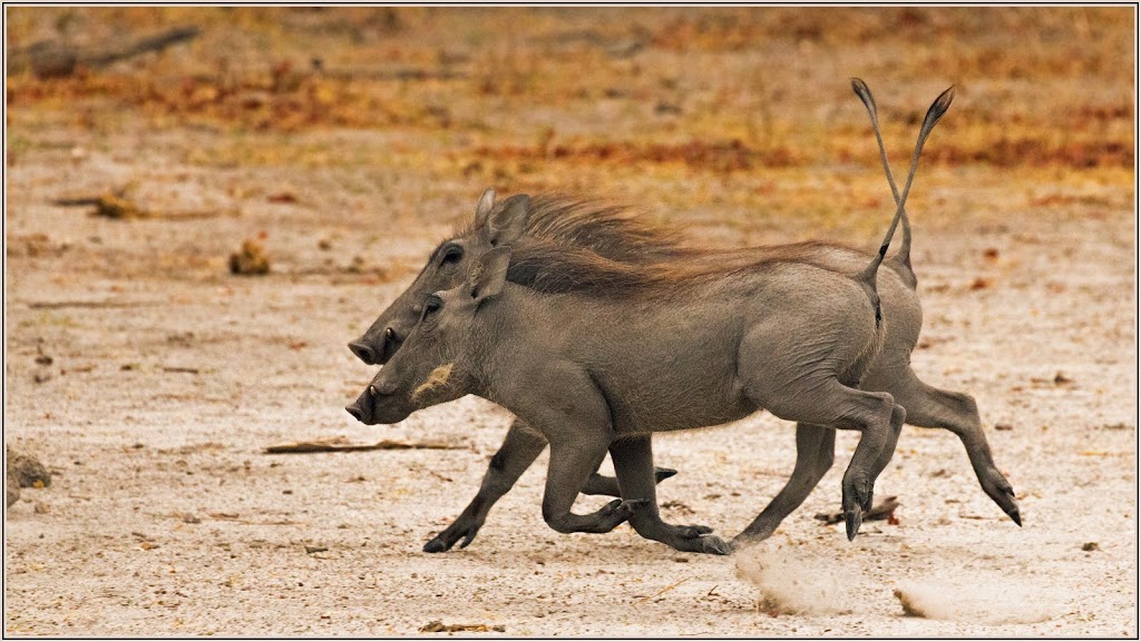 Explorations Africa | 236 Sunset Point, Cochrane, AB T4C 0L2, Canada | Phone: (403) 981-5558