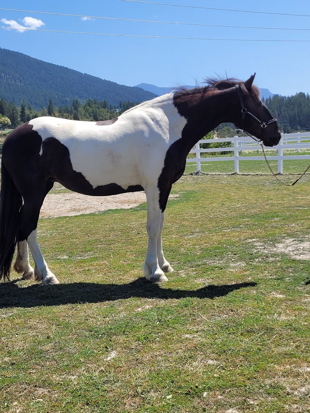 Greenhawk Equestrian Sport - Red Deer | 7700 76 Street Close Bay 530, Red Deer, AB T4P 4G6, Canada | Phone: (403) 340-2231