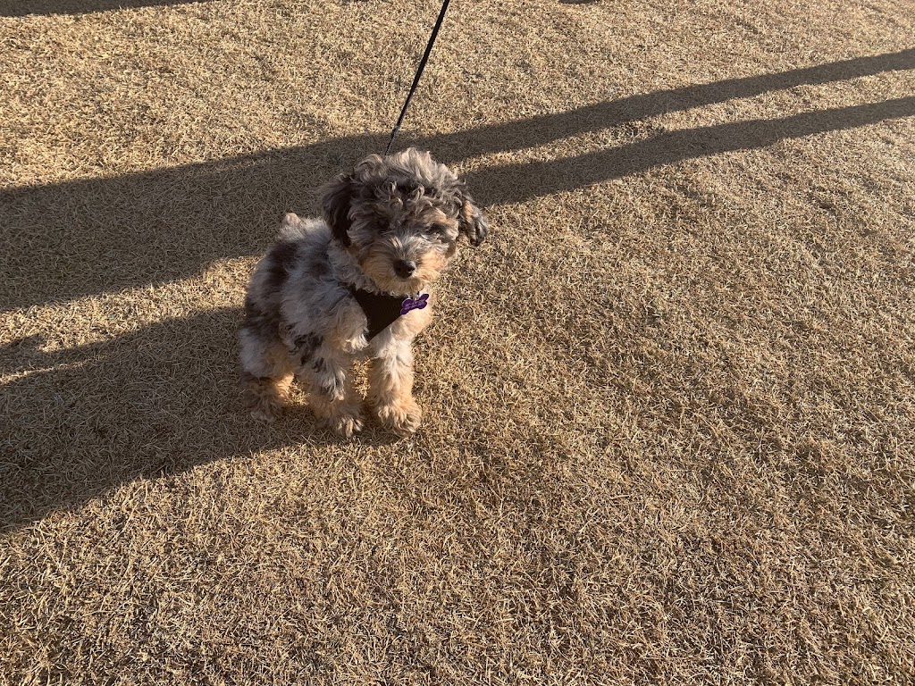 Pawsitive Solutions Dog Training | 5600 Centre St N, Calgary, AB T2K 0T3, Canada | Phone: (403) 467-9076