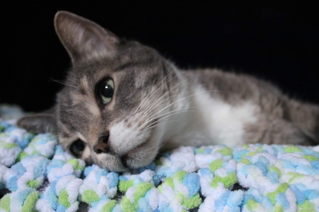Vets To Go Private Surgery & Wellness Centre | 635 36 Ave NE, Calgary, AB T2E 2L8, Canada | Phone: (888) 995-8387