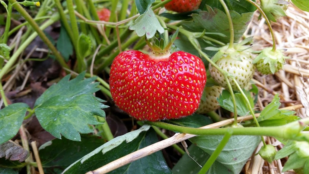 Blueberry Knoll Berry Farm | 1091 Hutchinson Rd, Lowbanks, ON N0A 1K0, Canada | Phone: (905) 774-7732