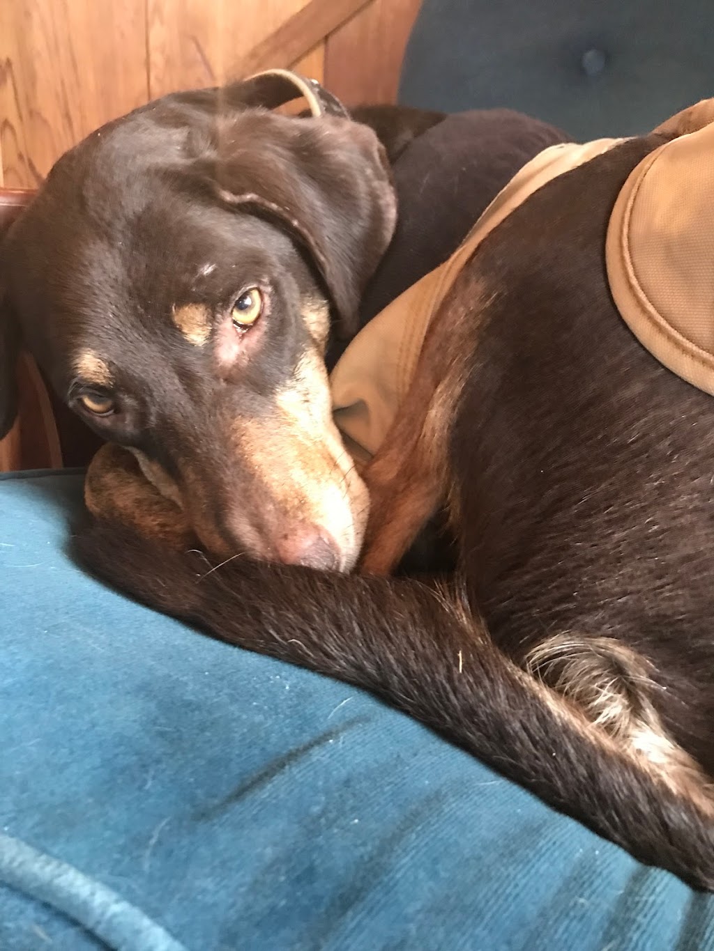 Steeples Veterinary Clinic | 3410 Victor Rd, Cranbrook, BC V1C 7B7, Canada | Phone: (250) 489-3451