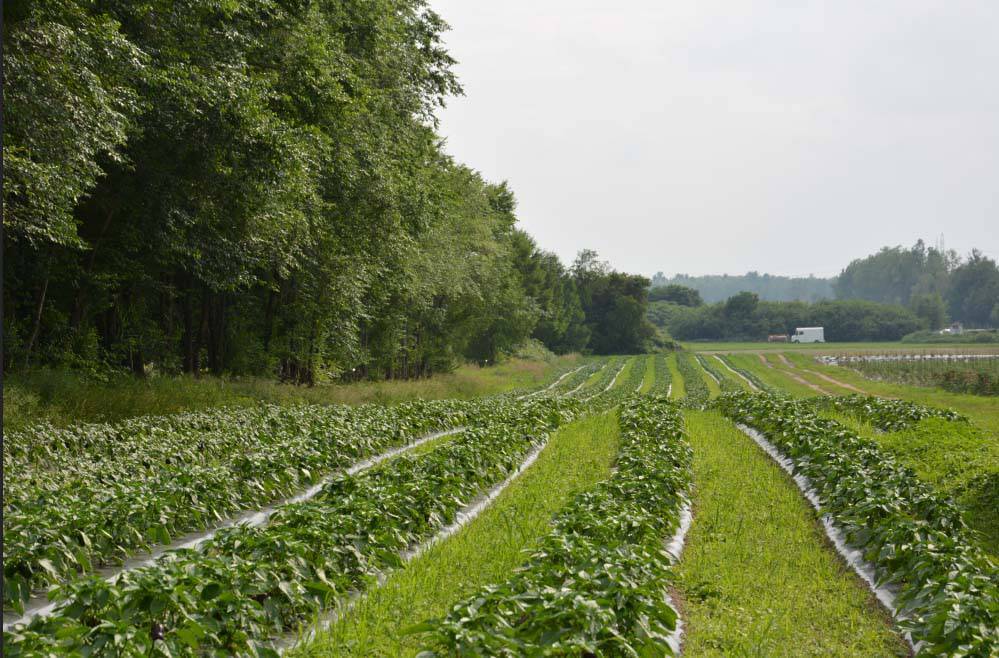 Les Fermes Sergakis | 102 Rang de la Montagne, Rougemont, QC J0L 1M0, Canada | Phone: (450) 947-0888