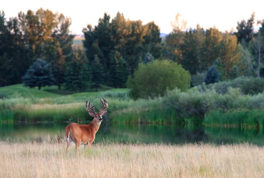 McKenzie Meadows Golf Club | 17215 McKenzie Meadows Dr SE, Calgary, AB T2Z 2T9, Canada | Phone: (403) 257-2255