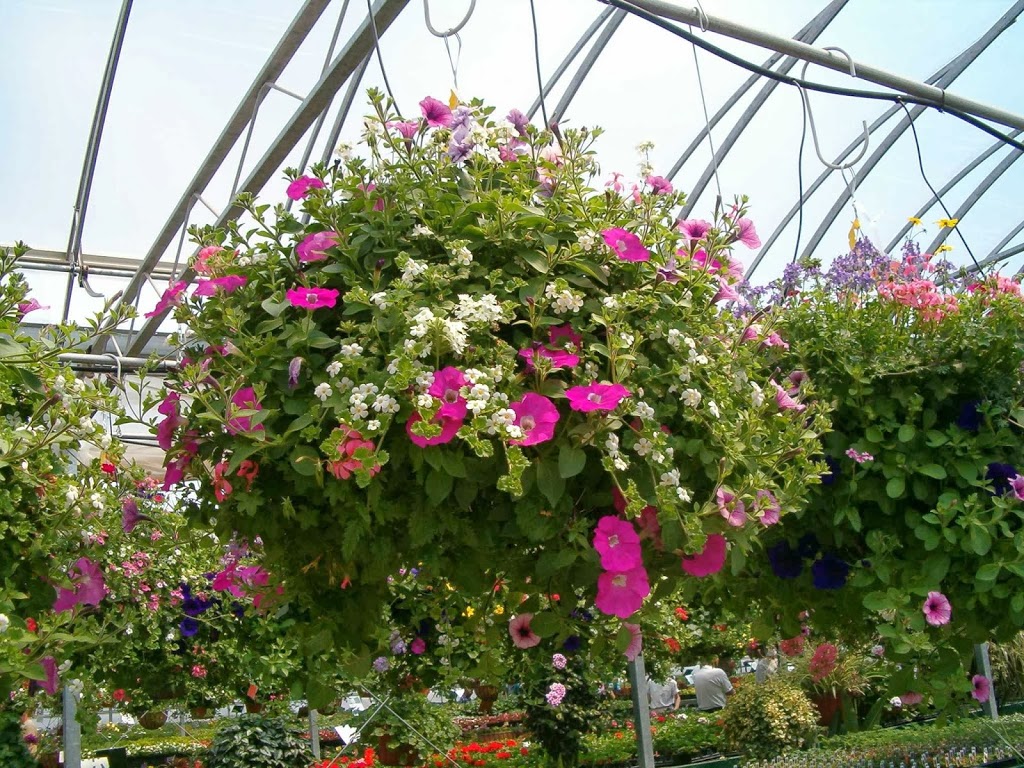 Stonepath Greenhouses | 1142 Quin Mo Lac Rd, Tweed, ON K0K 3J0, Canada | Phone: (613) 478-1675