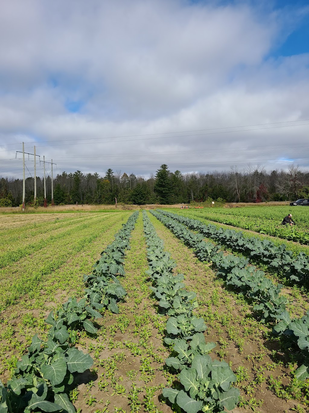 Lytles Organic Vegetables | 5135 Upper Dwyer Hill Rd, Arnprior, ON K7S 3G7, Canada | Phone: (613) 790-0037