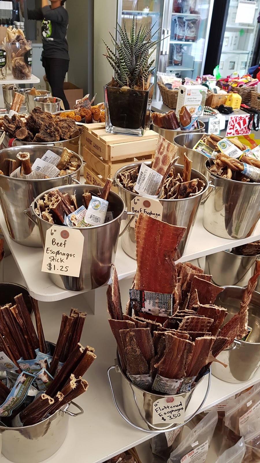 Discover Dogs | 701 Kingsway, Vancouver, BC V5T 3K6, Canada | Phone: (604) 428-3647