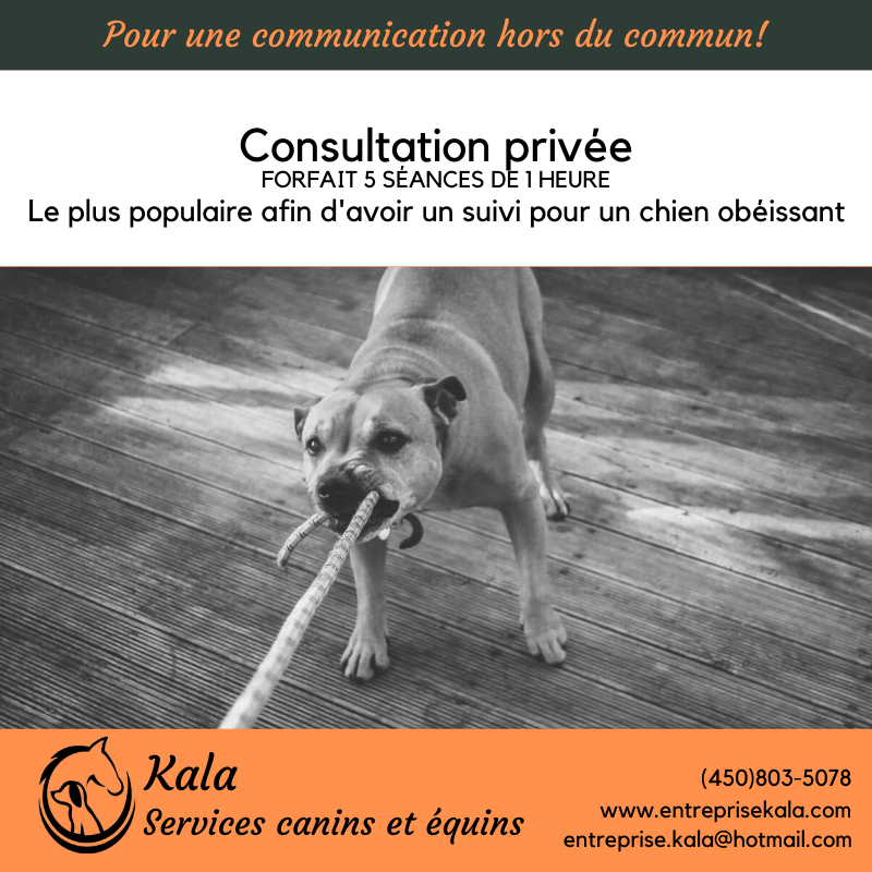 Kala, Services Canins et Équins - Éducation et Dressage- Laval | 368 Rue de Villandraut, Laval, QC H7K 3R2, Canada | Phone: (450) 803-5078