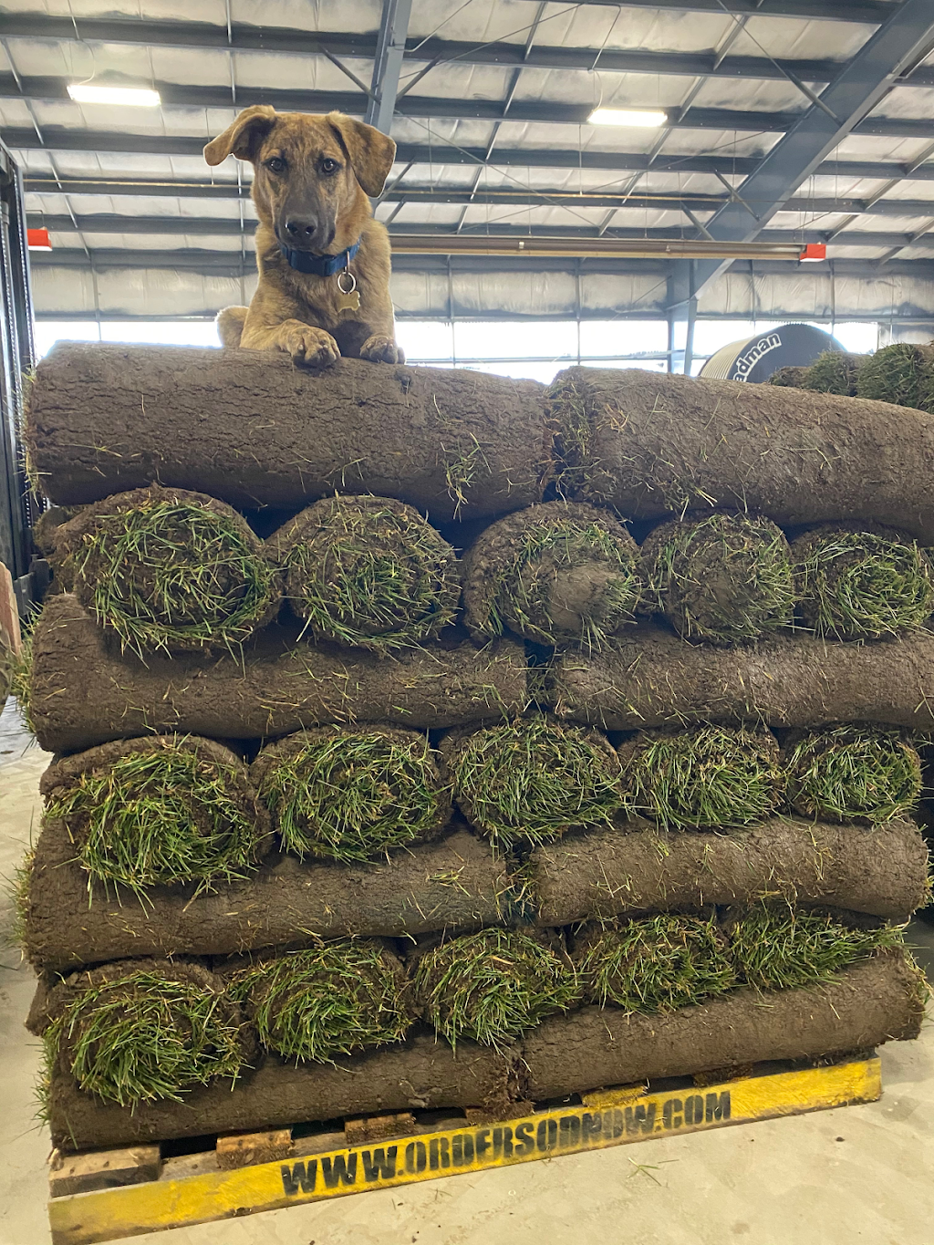 Greenhorizons Sod Farms - Middlesex Sod | 4227 Dundas St &, County Rd 32, London, ON N5V 5C6, Canada | Phone: (519) 268-7518