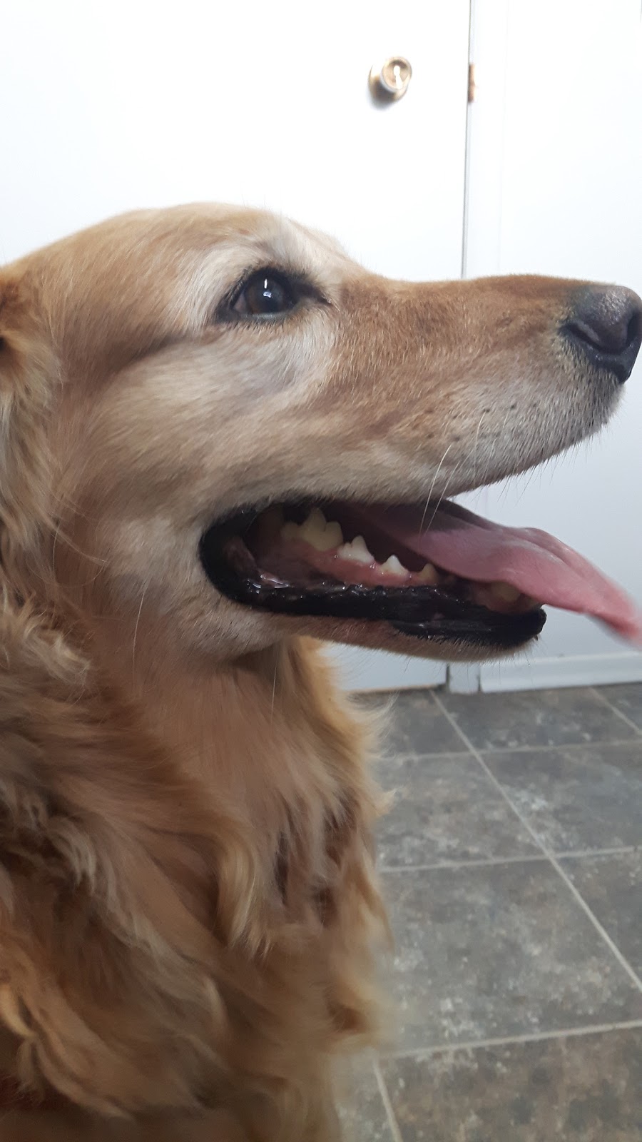 Foothills Veterinary Clinic | 376 1 Ave W, Cardston, AB T0K 0K0, Canada | Phone: (403) 653-4424