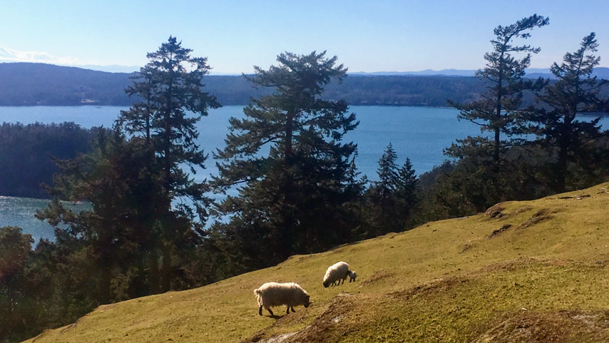 Sarah Jones Real Estate | 1 Rosehedge Farm, Decatur Island, Anacortes, WA 98221, USA | Phone: (360) 588-6022