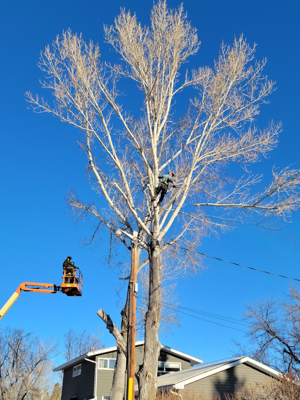 Prairie Woodlands Tree Care Ltd. | 264098, Range Rd 13, Airdrie, AB T4B 5B7, Canada | Phone: (587) 600-8936