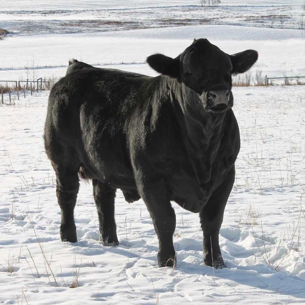 Mader Ranches | Range Rd 32, Carstairs, AB T0M 0N0, Canada | Phone: (403) 337-4014