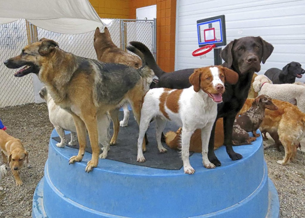 Back in the Pack Dog Daycare | 3131 68 St NW, Calgary, AB T3B 2J4, Canada | Phone: (403) 453-0913