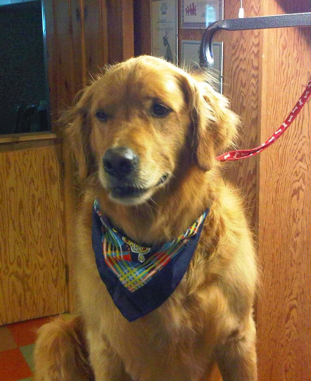 Nice N Neat Pet Grooming | 53 London Rd, Hensall, ON N0M 1X0, Canada | Phone: (226) 448-2623