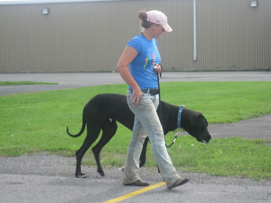 Dogs in Harmony Training & Education | 58 Crampton Dr, Carleton Place, ON K7C 4P7, Canada | Phone: (613) 851-7129