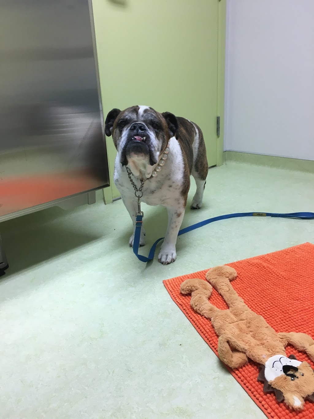 Happy Paws Vet Clinic | 1301 8 St SW #5, Airdrie, AB T4B 3Y2, Canada | Phone: (403) 299-0336